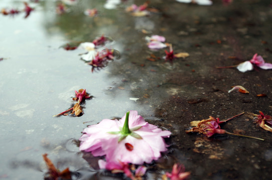 樱花花瓣