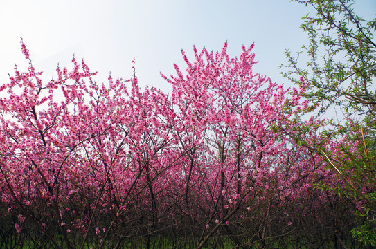 桃花林