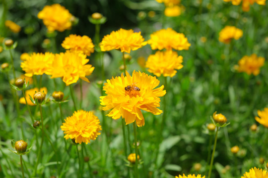 在小雏菊采蜜的小蜜蜂