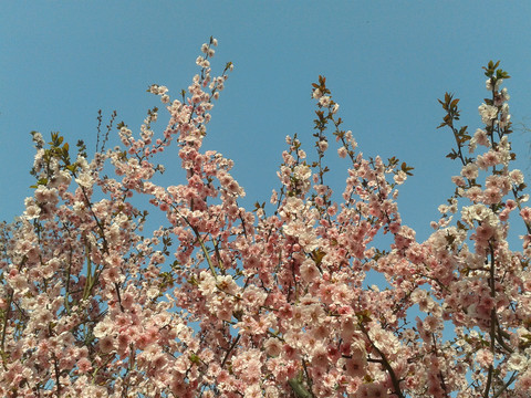 天空盛开的桃花