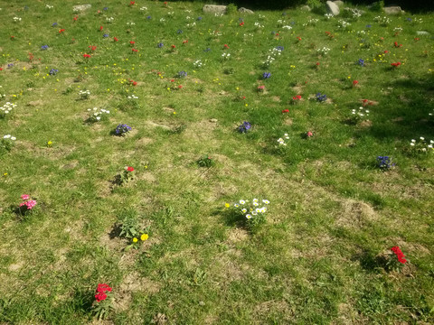 香山绿地上的花