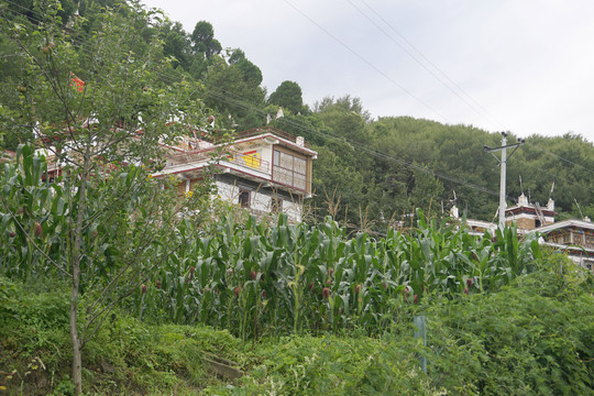 丹巴甲居藏寨种的玉米