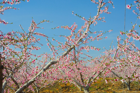 桃花林