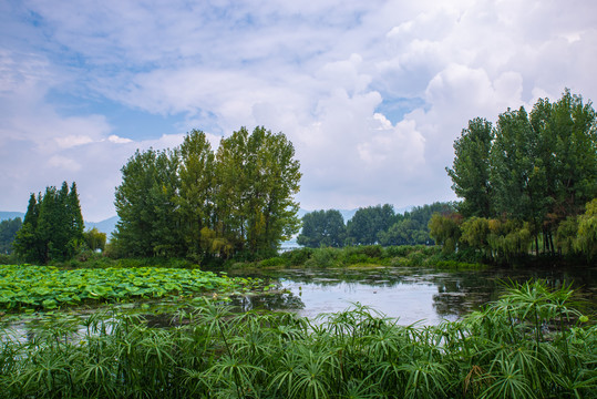 湿地池塘