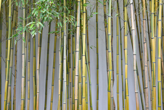 竹节背景