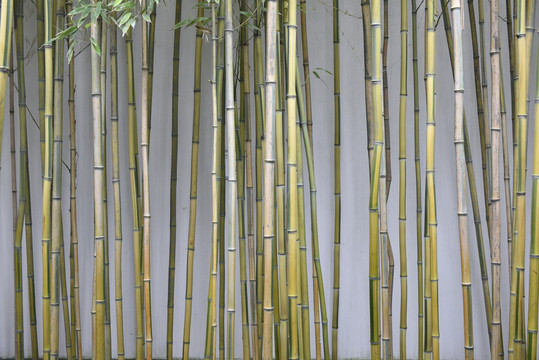 竹节背景