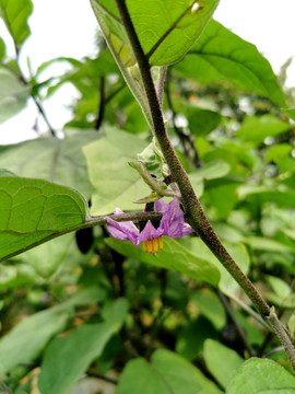 茄子种植