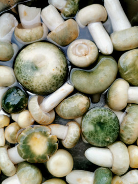 青头菌蘑菇