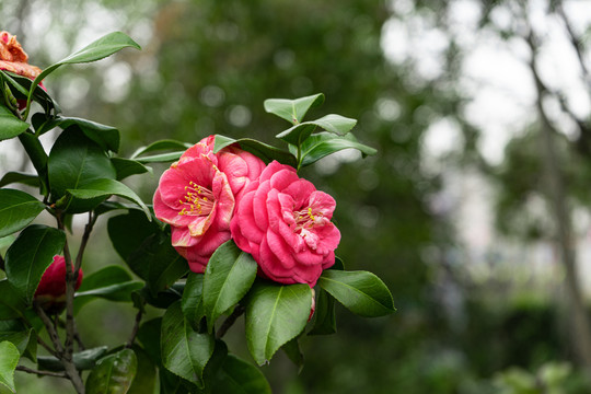 茶花