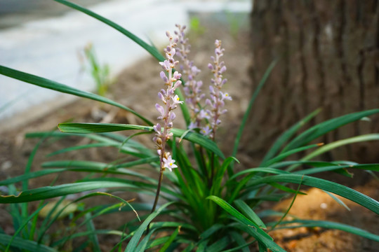 沿阶草
