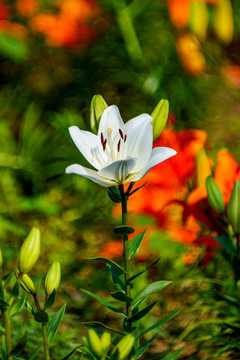 百合花
