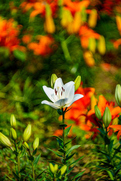 百合花