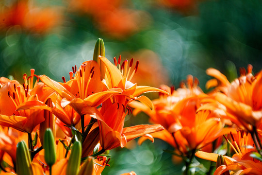 百合花