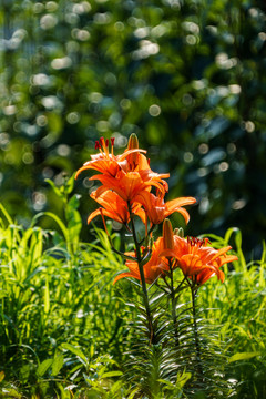 百合花