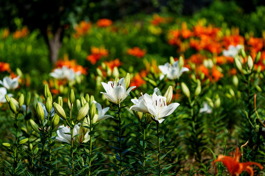 百合花