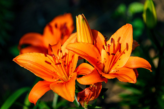 百合花