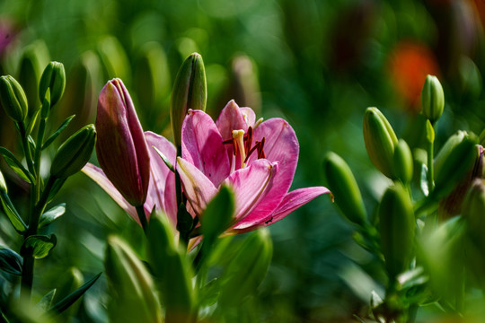 百合花