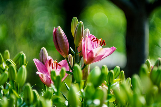 百合花