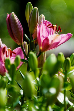 百合花