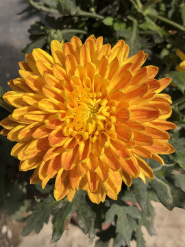 菊华