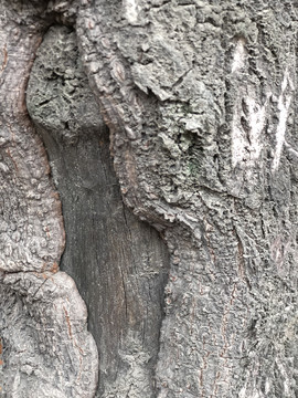 木纹