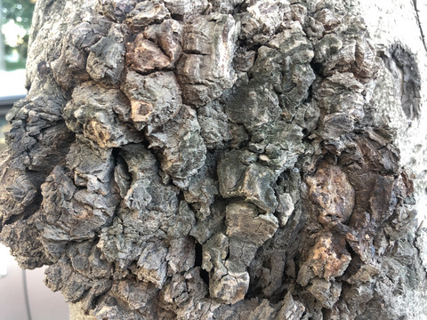 木纹