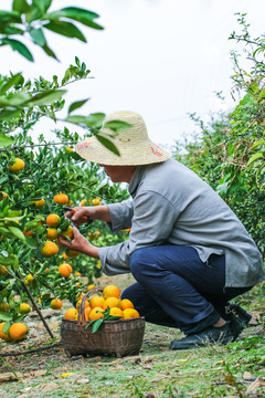 橘子种植基地