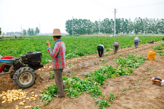 农民正在挖土豆