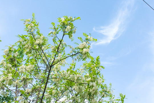 槐树槐花