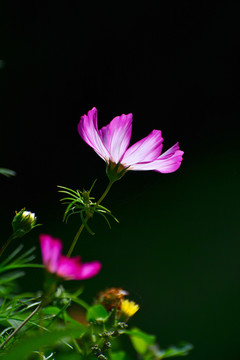 格桑花