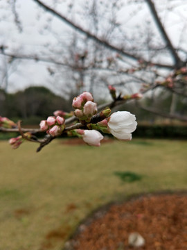 樱花