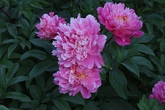 芍药花