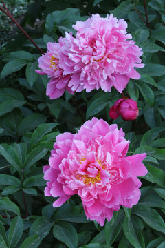 芍药花