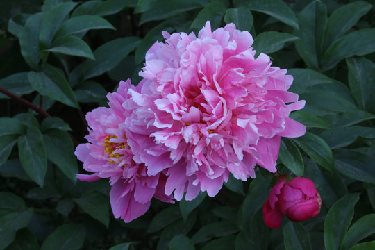 芍药花
