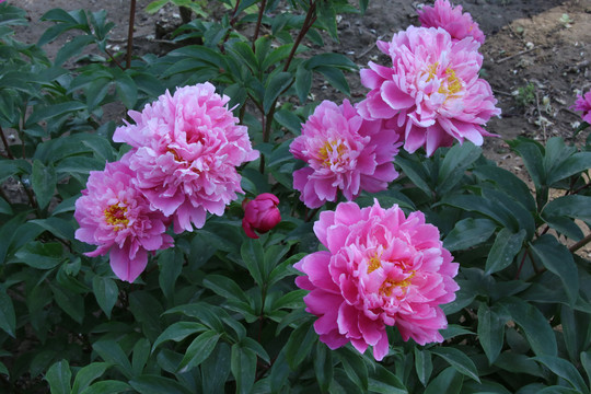 芍药花