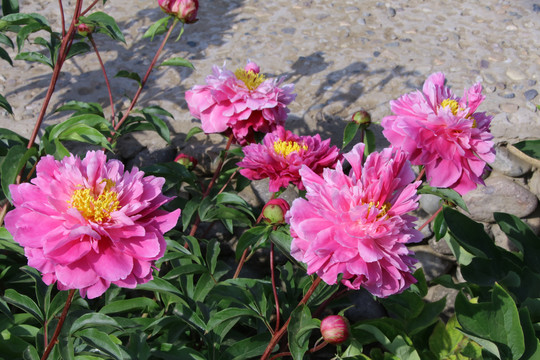 芍药花