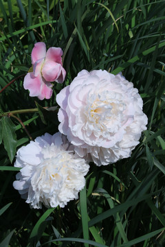 芍药花