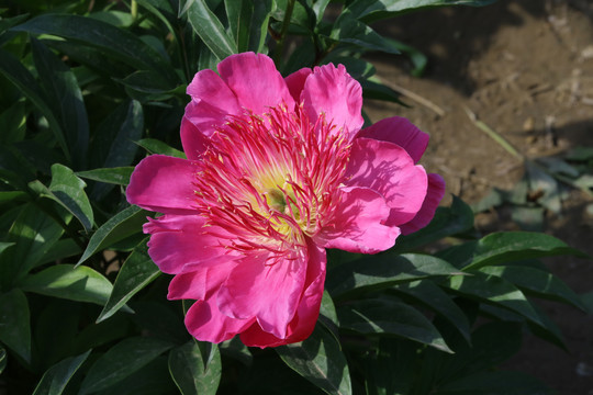 芍药花