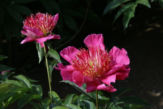 芍药花