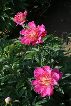 芍药花