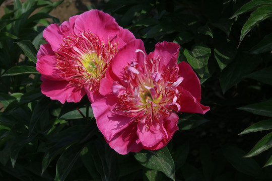 芍药花