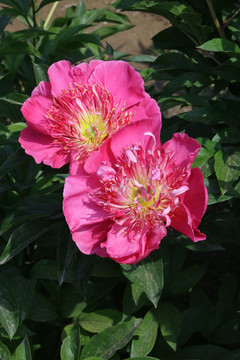 芍药花