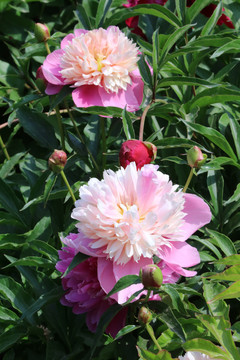 芍药花