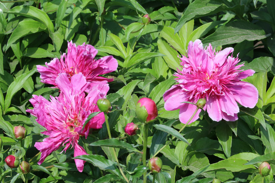 芍药花