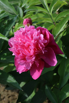 芍药花