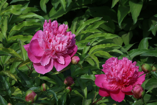 芍药花