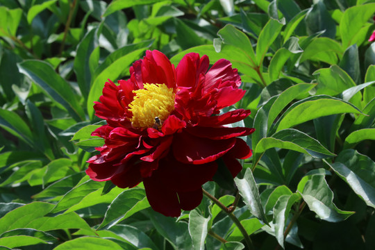 芍药花