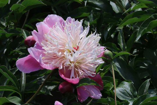芍药花