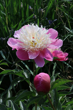 芍药花