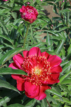 芍药花